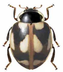 Cycloneda disconsolata